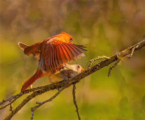 Cardinals Mating in the Springtime Stock Photo - Image of green, female ...