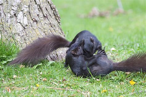 Ann Brokelman Photography: Two Squirrels fighting or playing May 9 2010