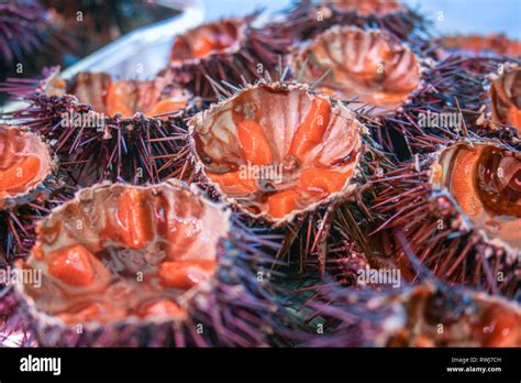 Sea urchin eggs hi-res stock photography and images - Alamy