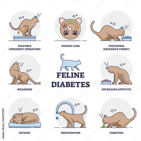 Feline mellitus cats diabetes symptoms for chronic insufficient insulin ...