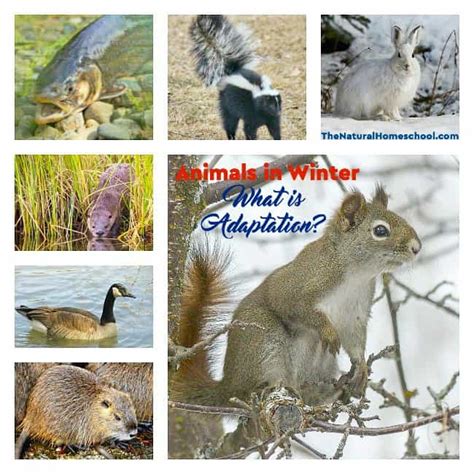 Animals in Winter: What is Adaptation? - The Natural Homeschool