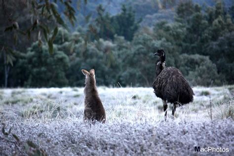 Kangaroo and Emu - Coat Of Arms | Possibly one of the most p… | Flickr