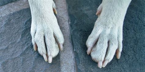 Whippets and Dew Claws - A Guide to Dew Claws on Dogs