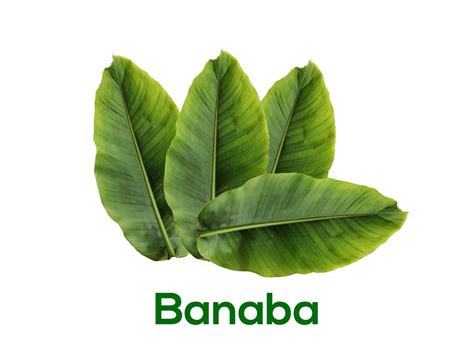 Banaba Leaf – Benefits, Side Effects and Warnings (UPDATE: 2018) | 19 Things You Need to Know