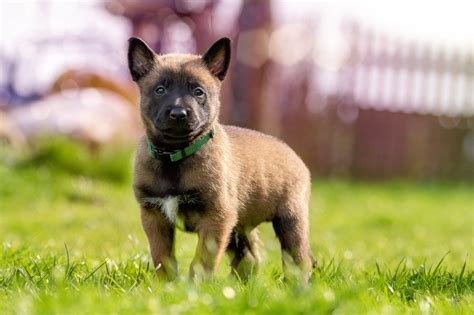 Puppy Prep School - Edmonton Puppy Training | Good Boy Dog Training