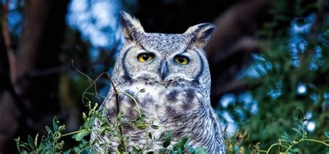 Great Horned Owl Call | Free Sound Effects | Animal Sounds