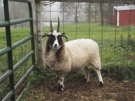 Jacob Sheep: Get to Know This Old-World Sheep Breed