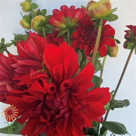 Red Dahlias - Wholesale Flowers & DIY Wedding Flowers