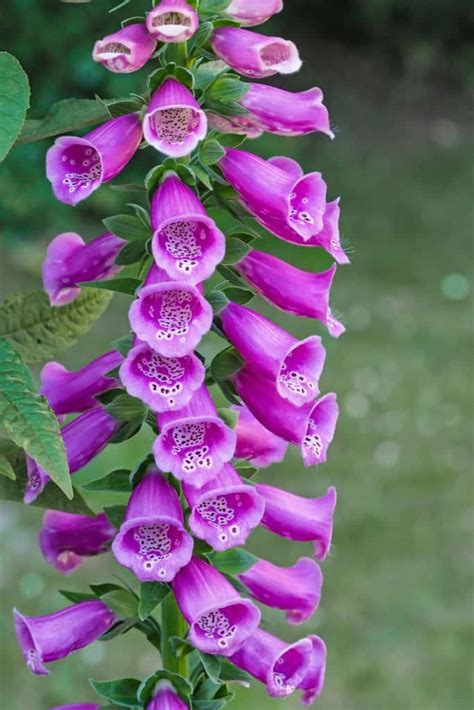 8 Best Symbiotic Plants Examples For Garden With Names