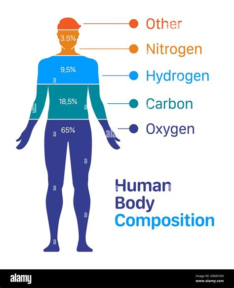 Human body composition chart vector illustration. List of chemical elements contained within a ...