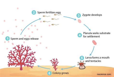 Coral - classification, characteristics, structure and types (2022)