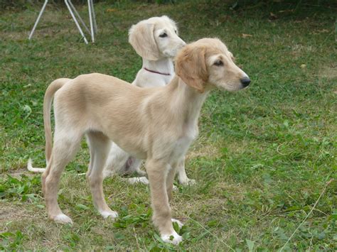 Saluki Puppies - Puppy Dog Gallery