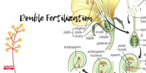 Double Fertilization, Definition, Process in Plant & Humans, Diagram