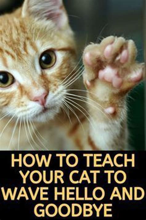 How to Teach Your Cat to Wave Hello and Good Bye | Cats, Cat training ...