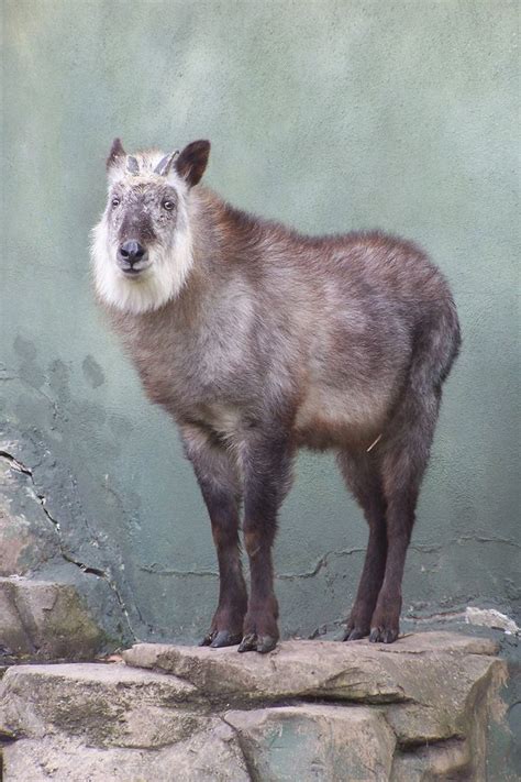 Majestic Japanese Serow at Calgary Zoo