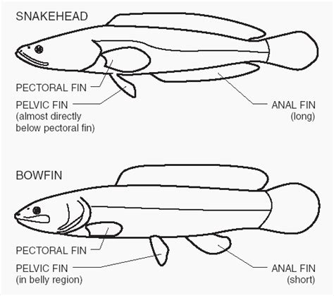 Catch this land-walking fish? Don't toss it back; do this instead