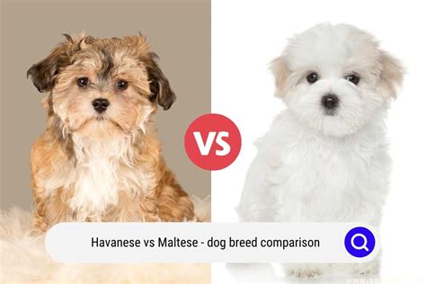 Havanese Vs Maltese - Dog Breed Comparison (with Photos!) - Oodle Life