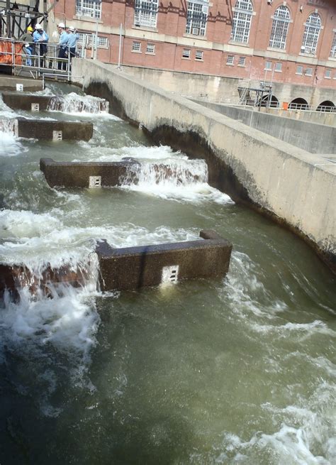 Different Types Of Fish Ladders (Fishways) | Engineering Discoveries