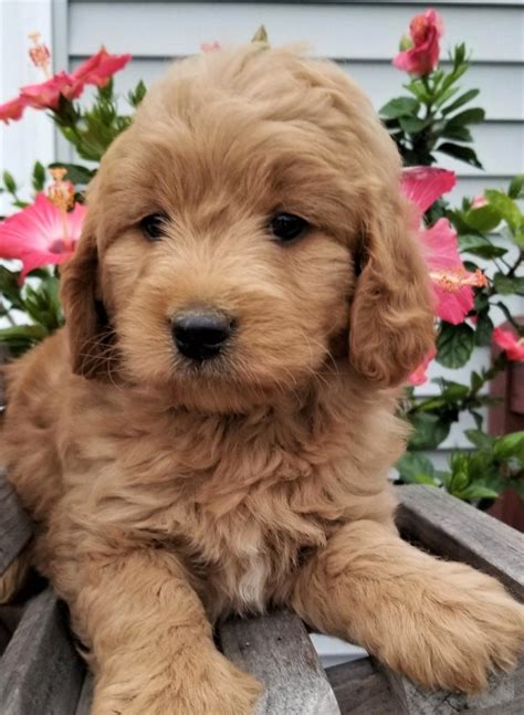 Goldendoodle Puppies For Sale | Middleburg, PA #283736