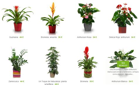 Plantas ornamentales a domicilio de interior y exterior