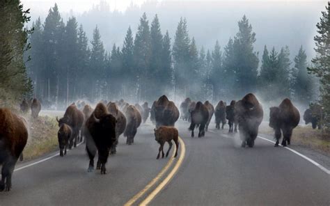 Bison at Yellowstone | National parks, Yellowstone national park, Animals