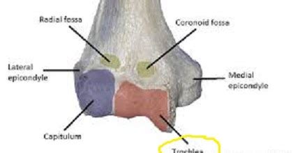 Trochlea.jpg