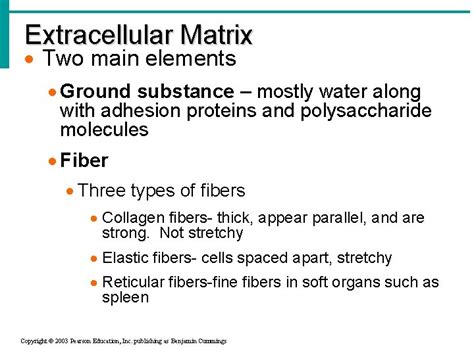 Todays Objectives Classify types of Connective Tissue Identify