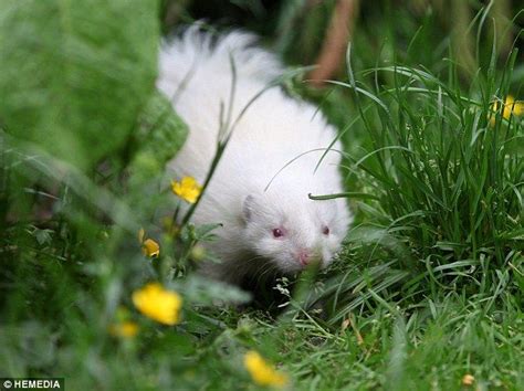 He's all-white: Tiny rare albino skunk becomes unlikely star of the ...