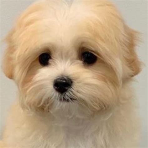 Arizona Mini Shih-Poo Puppies - Shih-Poo Puppy Sales