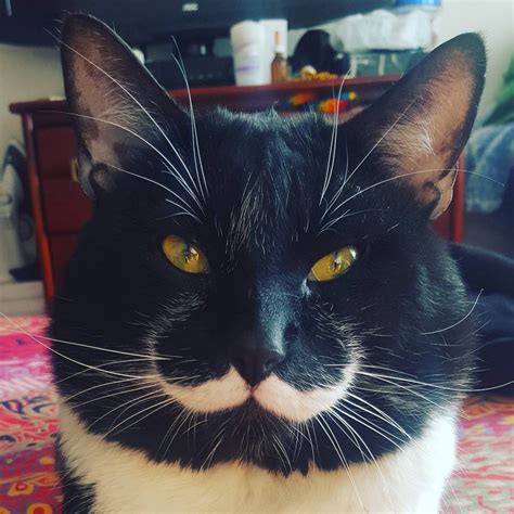 Man Finds Tuxedo Cat with Purrfect Stache and Gentle Heart