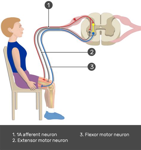 Stretch reflex (myotatic reflex): Definition, pathway | GetBodySmart