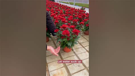 Pot Flowers Watering Techniques #satisfying #short - YouTube