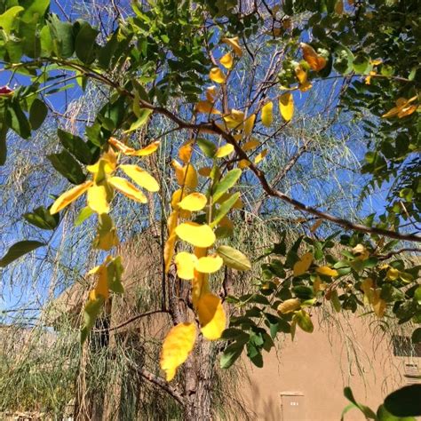 Xtremehorticulture of the Desert: Why Are The Leaves of My Locust Tree Turning Yellow?