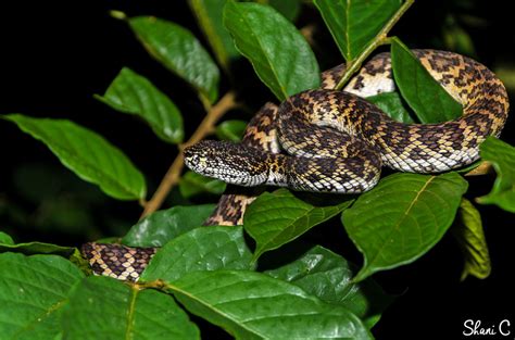 Mangrove pit viper (Trimeresurus purpureomaculatus)