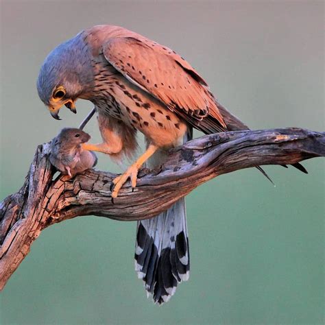 #only_raptors: Beautiful Birds of Prey Photography by Luciano Piazza | Birds of prey, Beautiful ...