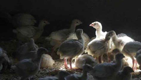 US bird flu case puts chicken, turkey farms on high alert - Health ...