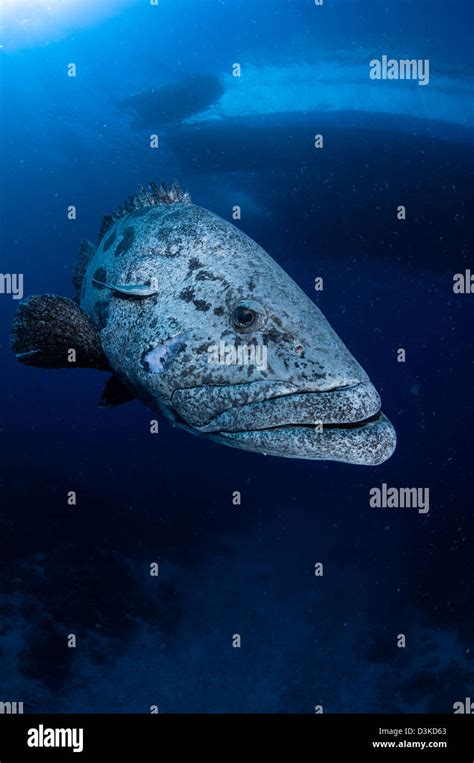 Potato grouper, Australia Stock Photo - Alamy