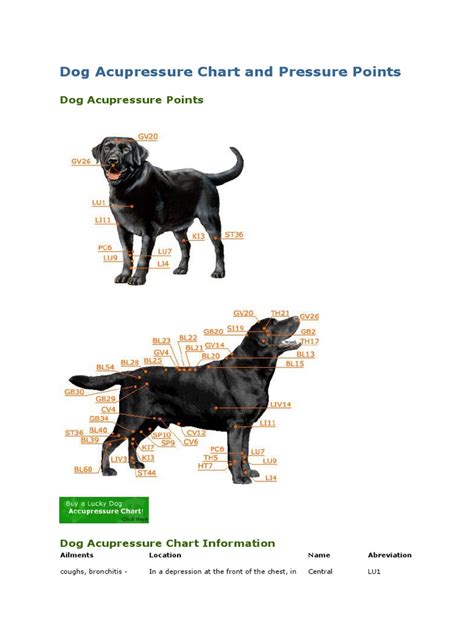 Dog Acupressure Chart and Pressure Points.docx | Abdomen | Foot