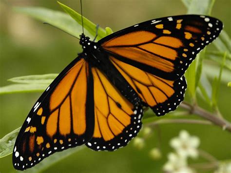 Free Monarch Butterfly Wallpaper download - Animals Town