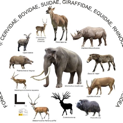 Fonelas P-1 Herbivora diversity. The record of Paleotragus, Praeovibos,... | Download Scientific ...