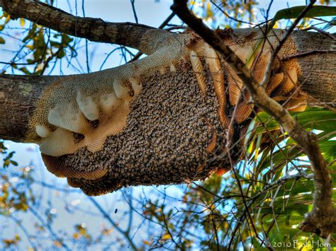 bee nest in tree branch - Shayne Danner