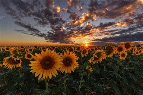 Sunset over a sunflower field | High-Quality Nature Stock Photos ~ Creative Market