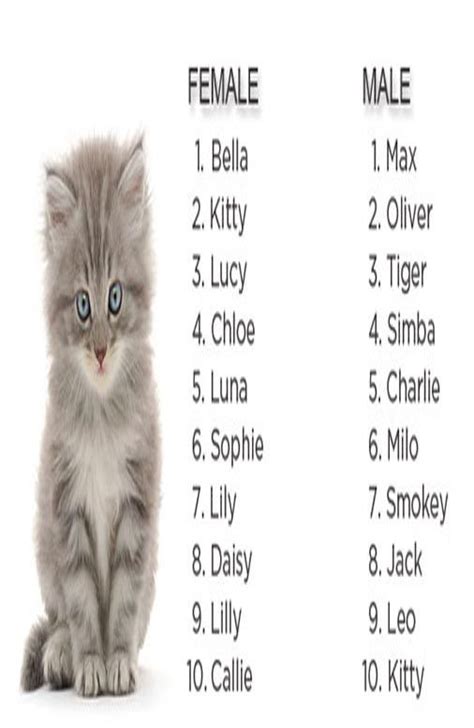 Cute Cat Names Female List at Donnie Vigil blog