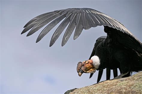 Scientists and indigenous people unite to save Colombian condor