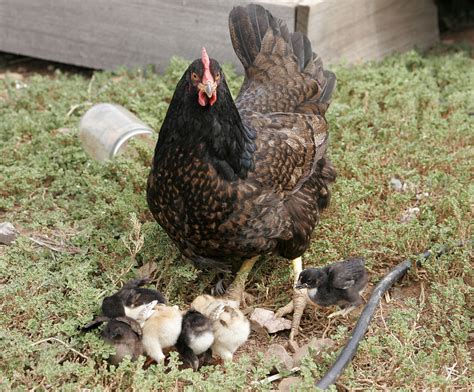 File:Mother hen with chicks.jpg - Wikimedia Commons