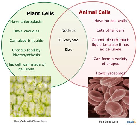 Comparing Plant And Animal Cells Worksheet Answers. Which of these structures helps plant cells ...