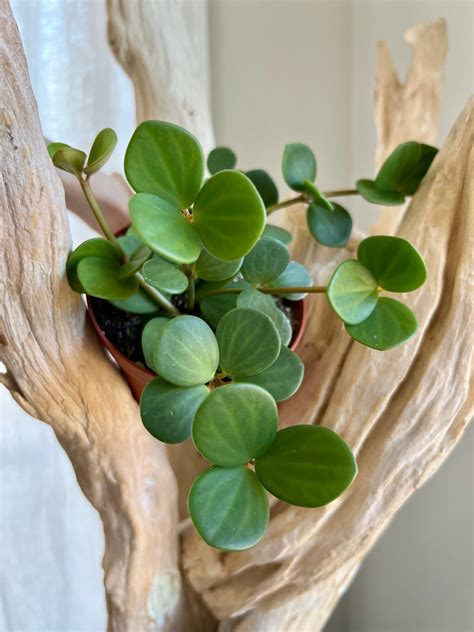 Peperomia Hope – We Are Plant Lovers