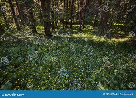 Landscape with a Dense Forest Stock Photo - Image of lots, natural ...