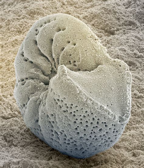 Foraminiferan fossil, SEM - Stock Image - Z110/0239 - Science Photo Library