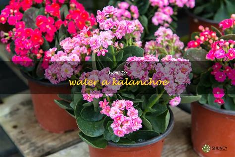 The Essential Guide To Properly Watering Your Kalanchoe Plant | ShunCy